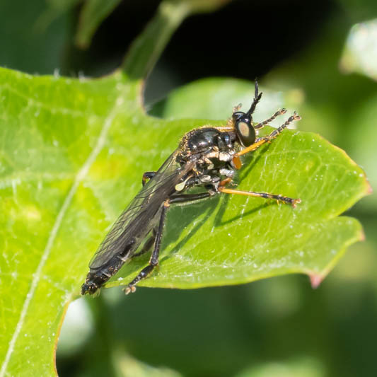 Diactria rufipes (Common Red-legged Robberfly).jpg